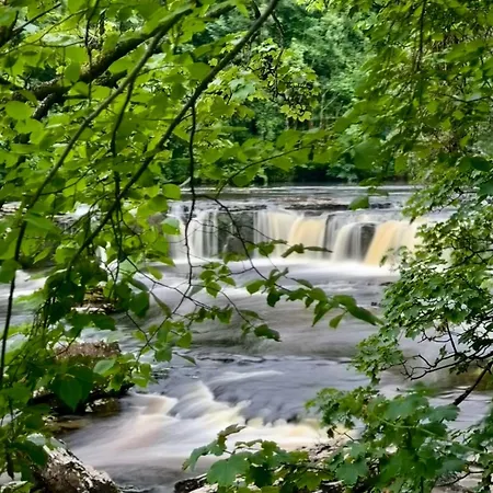Kingfisher At Falls
