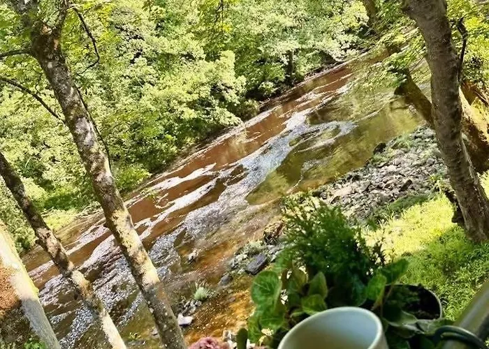 Kingfisher At Falls *