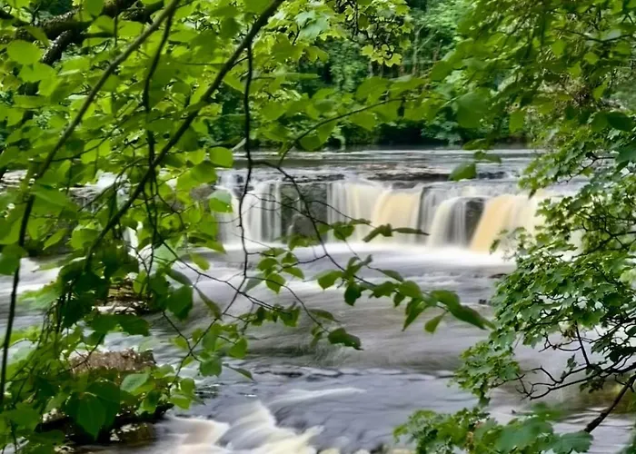 Kingfisher At Falls